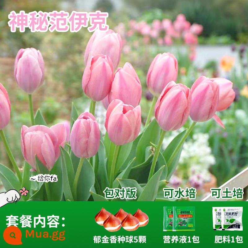 Năm củ tulip, chậu hoa thủy canh, nở hoa quanh năm, rất tốt để nuôi cây con trong nhà có nụ. - Huyền bí Vanyck Tulip 5 Quả + Phân bón + Dung dịch dinh dưỡng