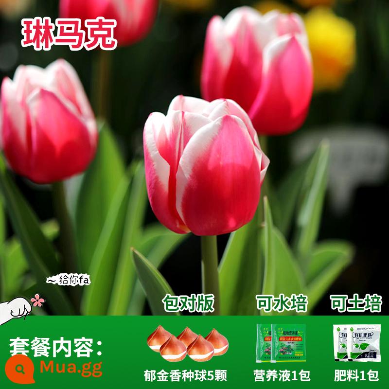 Năm củ tulip, chậu hoa thủy canh, nở hoa quanh năm, rất tốt để nuôi cây con trong nhà có nụ. - Linmark Tulip 5 Viên + Phân bón + Dung dịch dinh dưỡng