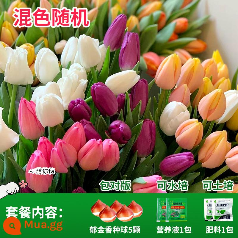 Năm củ tulip, chậu hoa thủy canh, nở hoa quanh năm, rất tốt để nuôi cây con trong nhà có nụ. - 5 bóng hoa tulip lớn đủ màu sắc đi kèm dung dịch dinh dưỡng + phân hữu cơ