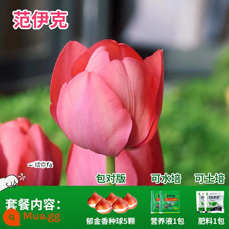 Năm củ tulip, chậu hoa thủy canh, nở hoa quanh năm, rất tốt để nuôi cây con trong nhà có nụ. - Vanyck Tulip 5 Viên + Phân bón + Dung dịch dinh dưỡng