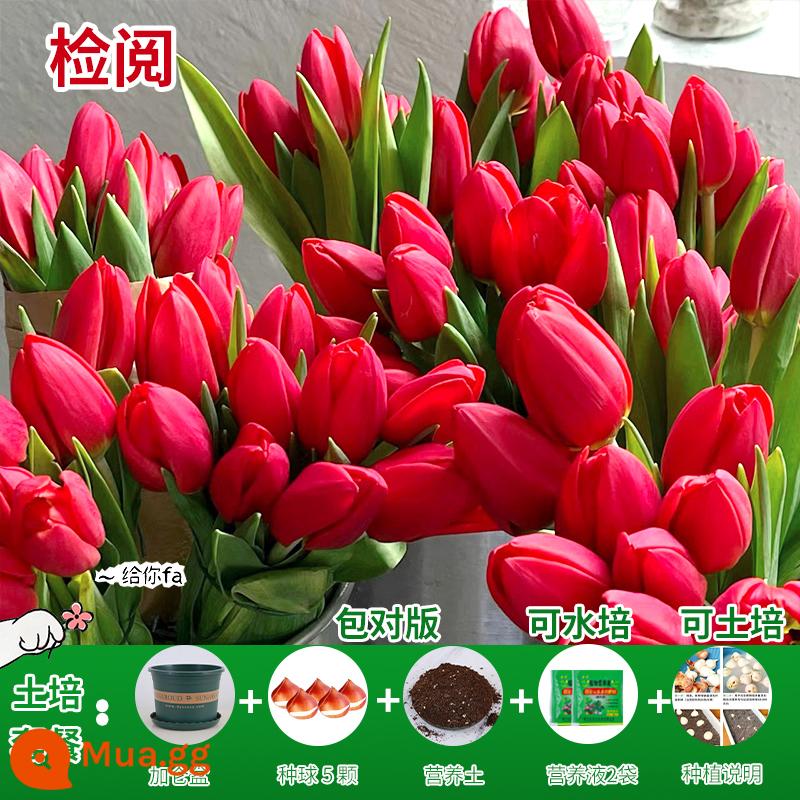 Năm củ tulip, chậu hoa thủy canh, nở hoa quanh năm, rất tốt để nuôi cây con trong nhà có nụ. - [Gói xới đất] Review Tulip 5 bóng + dung dịch dinh dưỡng