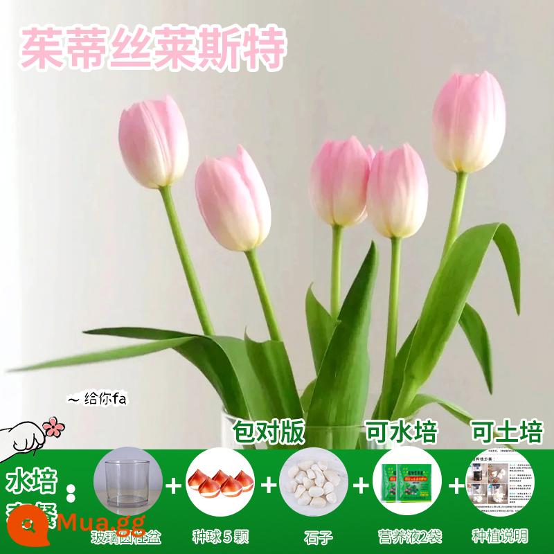 Năm củ tulip, chậu hoa thủy canh, nở hoa quanh năm, rất tốt để nuôi cây con trong nhà có nụ. - [Gói Thủy Canh] Judith Tulip 5 Quả + Dung Dịch Dinh Dưỡng