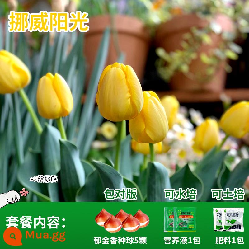 Năm củ tulip, chậu hoa thủy canh, nở hoa quanh năm, rất tốt để nuôi cây con trong nhà có nụ. - Na Uy Sunshine Tulip 5 Viên + Phân bón + Dung dịch dinh dưỡng