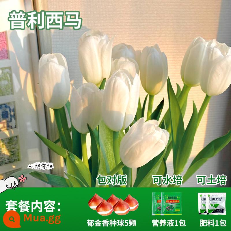 Năm củ tulip, chậu hoa thủy canh, nở hoa quanh năm, rất tốt để nuôi cây con trong nhà có nụ. - Purisima Tulip 5 Viên + Phân bón + Dung dịch dinh dưỡng