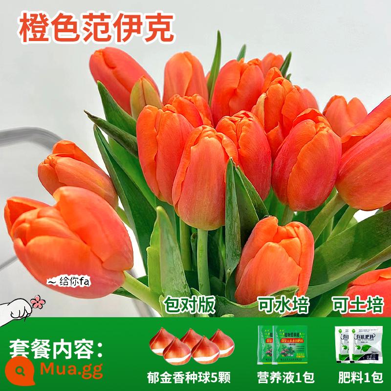 Năm củ tulip, chậu hoa thủy canh, nở hoa quanh năm, rất tốt để nuôi cây con trong nhà có nụ. - Cam Vanyck Tulip 5 Viên + Phân bón + Dung dịch dinh dưỡng