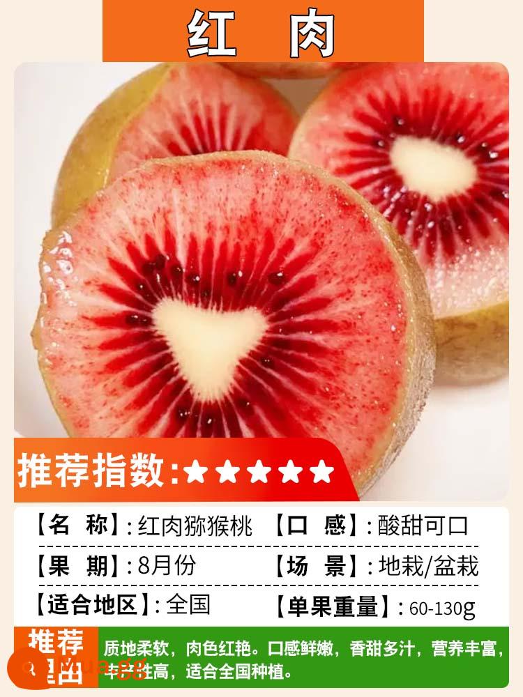 Cây giống kiwi trái tim màu đỏ ngày mềm cây giống kiwi Xu Xiang vườn ghép cây ăn quả trồng ở phía bắc và phía nam - Thịt đỏ [cây con 5 tuổi, đậu quả cùng năm] lưỡng tính