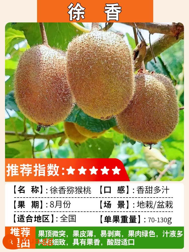 Cây giống kiwi trái tim màu đỏ ngày mềm cây giống kiwi Xu Xiang vườn ghép cây ăn quả trồng ở phía bắc và phía nam - Xu Xiang [cây con 5 tuổi ra quả cùng năm] lưỡng tính