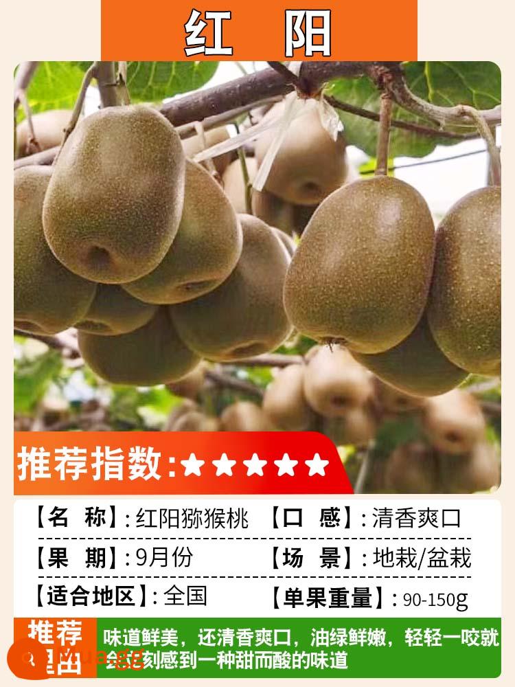 Cây giống kiwi trái tim màu đỏ ngày mềm cây giống kiwi Xu Xiang vườn ghép cây ăn quả trồng ở phía bắc và phía nam - Hongyang [cây con 5 tuổi ra quả cùng năm] lưỡng tính