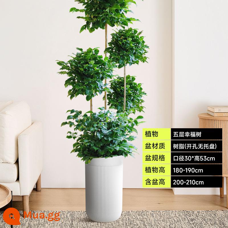 Chậu cây Happy Tree dễ trồng trong văn phòng, có tác dụng thanh lọc không khí, hấp thụ formaldehyde, cây xanh lớn đặt trong phòng khách. - Cây hạnh phúc năm tầng chậu nhựa cột La Mã màu trắng 1,8--1,9 mét