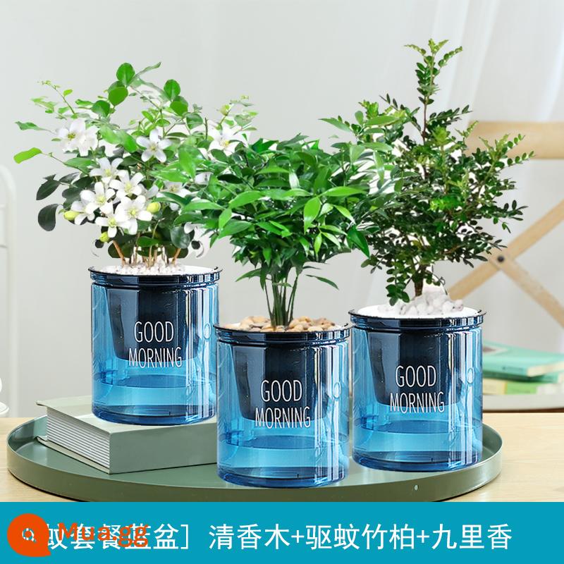 Cây kudzu vàng thủy canh cây xanh trồng trong chậu cây phú quý tre giàu cây kudzu vàng bạc hà hoa mọng nước rất dễ trồng vào tất cả các mùa - [Gói đuổi muỗi nồi xanh] Nhang Guri + tre và bách + gỗ tiêu + phân bón