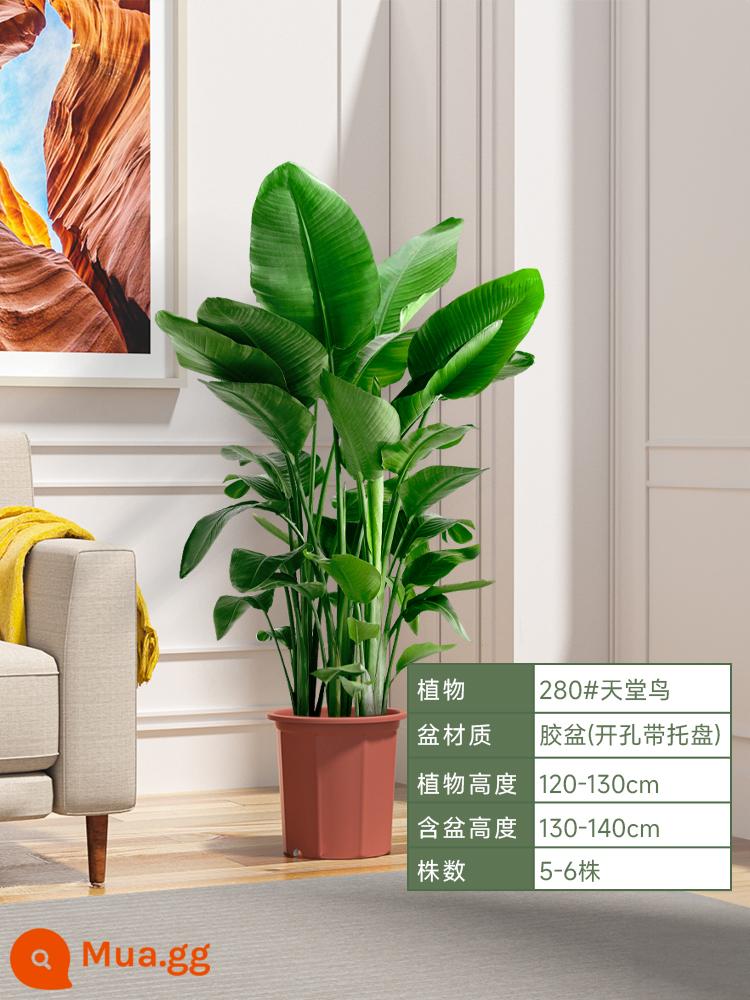 Chim thiên đường chậu cây trong nhà phòng khách lớn cây xanh sàn cây chậu lớn Strelitzia reginae món quà khai trương dễ nuôi - Chim thiên đường xuất sắc 120-130cm [5 cây con] dễ trồng trong chậu nguyên bản