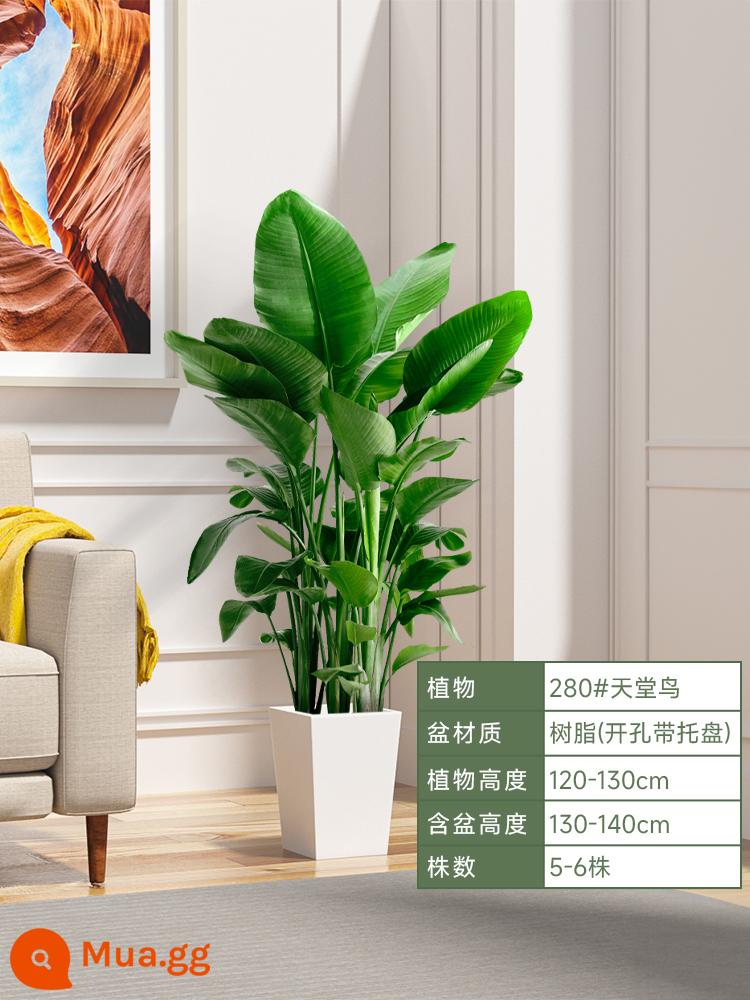 Chim thiên đường chậu cây trong nhà phòng khách lớn cây xanh sàn cây chậu lớn Strelitzia reginae món quà khai trương dễ nuôi - Chim thiên đường nhỏ 1,2-1,3 mét [chậu hình thang màu trắng] có khay