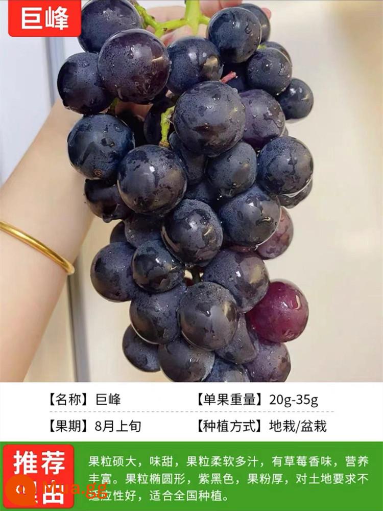 Grapevine Sunshine Rose Sapphire Chậu cây leo Qingwang được trồng ở miền Nam và miền Bắc, Kết quả cây giống nho Kyoho - Jufeng [12 năm trồng cây giống năng suất cao, kết quả trọn vẹn] tặng phân bón dinh dưỡng