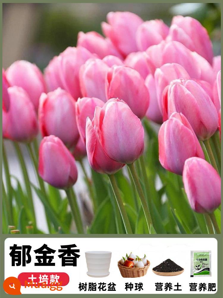 Củ tulip nhập khẩu, cây trồng trong chậu thủy canh, hạt giống hoa huệ trong nhà nở quanh năm và rất tốt cho hoa thủy tiên ăn - [Bộ đất trồng] Hồng lãng mạn 1 bóng + chậu sọc nhựa + đất dinh dưỡng + phân dinh dưỡng