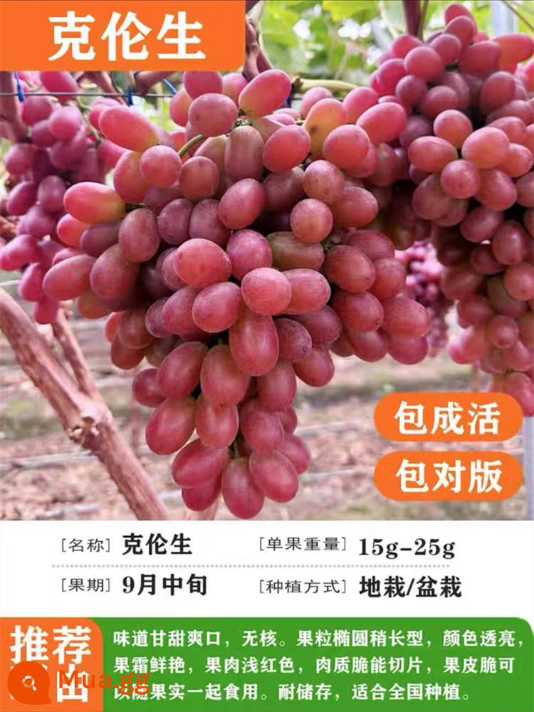 Grapevine Sunshine Rose Sapphire Chậu cây leo Qingwang được trồng ở miền Nam và miền Bắc, Kết quả cây giống nho Kyoho - Cun Sheng [12 năm cây giống năng suất cao, kết quả trọn vẹn] sẽ cung cấp phân bón dinh dưỡng