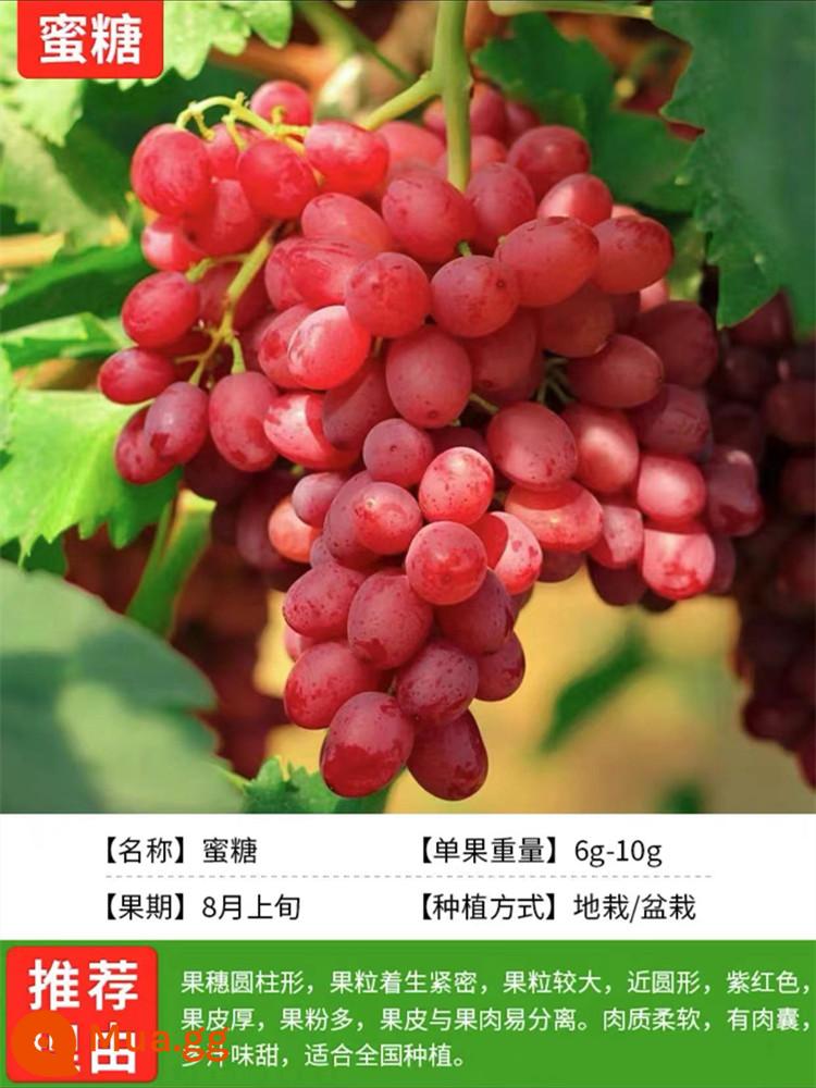 Grapevine Sunshine Rose Sapphire Chậu cây leo Qingwang được trồng ở miền Nam và miền Bắc, Kết quả cây giống nho Kyoho - Mật ong [Cây giống 12 tuổi năng suất cao kết quả đầy đủ] phân bón dinh dưỡng miễn phí