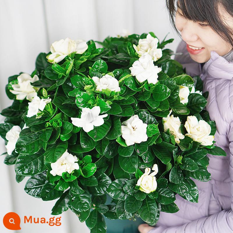 Cây hoa trồng trong chậu Gardenia, cây xanh thủy canh trong nhà, tốt cho tất cả các mùa, hoa nhài, hoa trà, lan hồ điệp - Vương miện cực lớn, đặc biệt dễ chăm sóc cho người mới bắt đầu [180# cây dành dành có nụ]