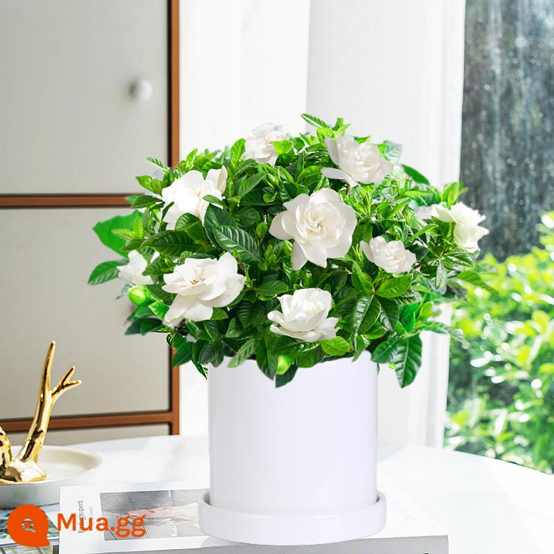 Cây hoa trồng trong chậu Gardenia, cây xanh thủy canh trong nhà, tốt cho tất cả các mùa, hoa nhài, hoa trà, lan hồ điệp - [Cây dành dành cỡ vừa 120# có nụ] chậu gốm hình trụ [miễn phí phân bón]