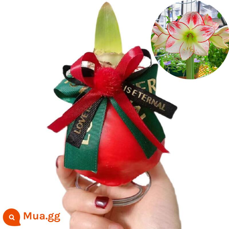 Củ amaryllis bịt sáp, củ sáp hàng năm có hoa kép nhập khẩu, không cần trồng cây lười, quà tặng Giáng sinh và Lễ tình nhân - Picasso—Quả bóng sáp đỏ (Gửi túi may mắn + thiệp) [Mua ba tặng một]