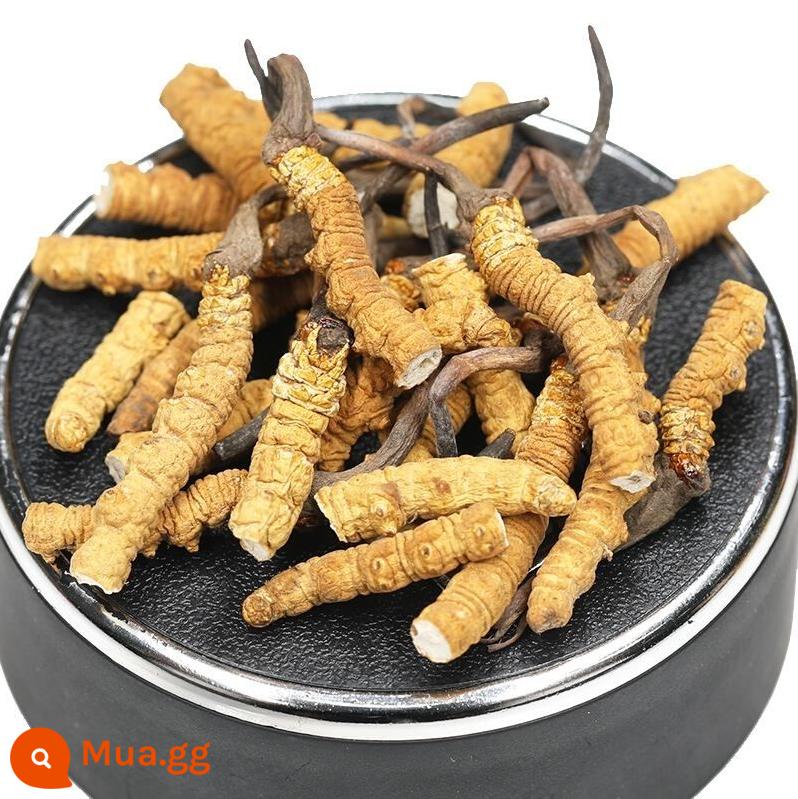 Hộp quà tặng lễ hội đông trùng hạ thảo Naqu Cordyceps hoang dã giai đoạn đầu chính hãng Cordyceps sinensis - Nagqu Daguancao chính hãng của Tây Tạng gói 10g [giá cả phải chăng để tự ăn]