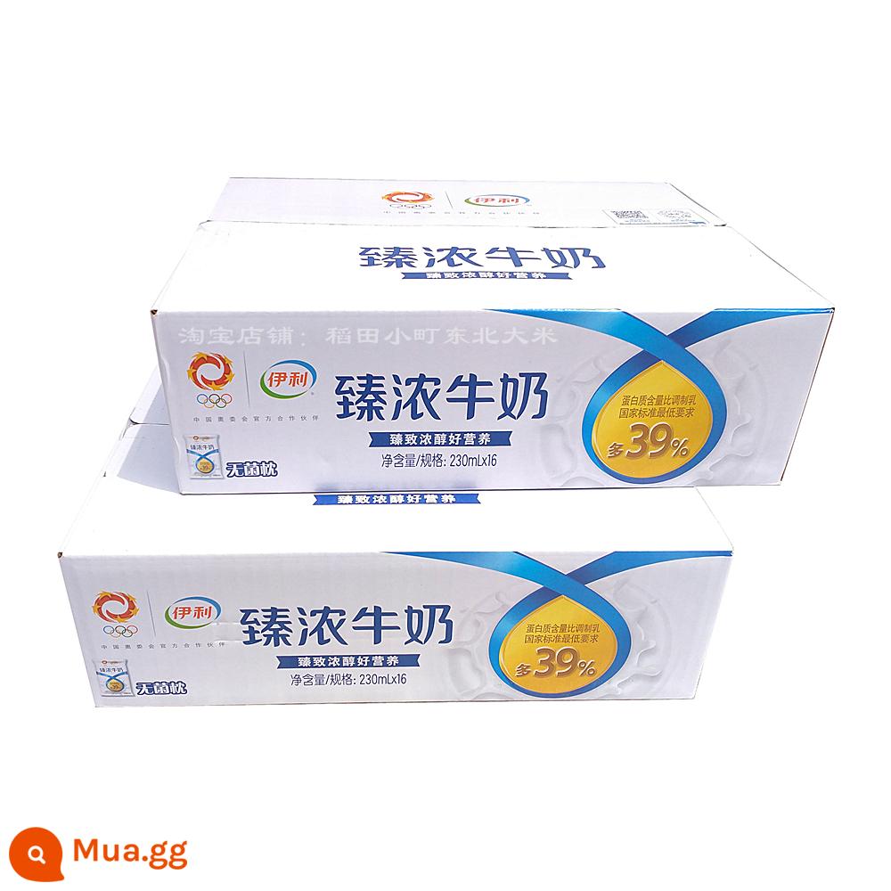 Sữa ăn sáng Yili sữa đặc nguyên chất béo cao cấp 230ml * 16 túi cả hộp bữa sáng giá đặc biệt protein chất lượng cao - [2 hộp] Sữa Yili Zhencong 230mlX16 túiX2 hộp