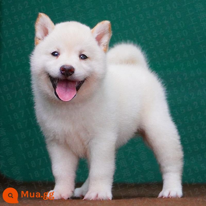 Nhật Bản Shiba Inu Puppies Purebred Cubs Dog PET Dog Cơ thể sống màu đen củi mồi trắng hạt củi mùa thu SHANGHAI - Trắng