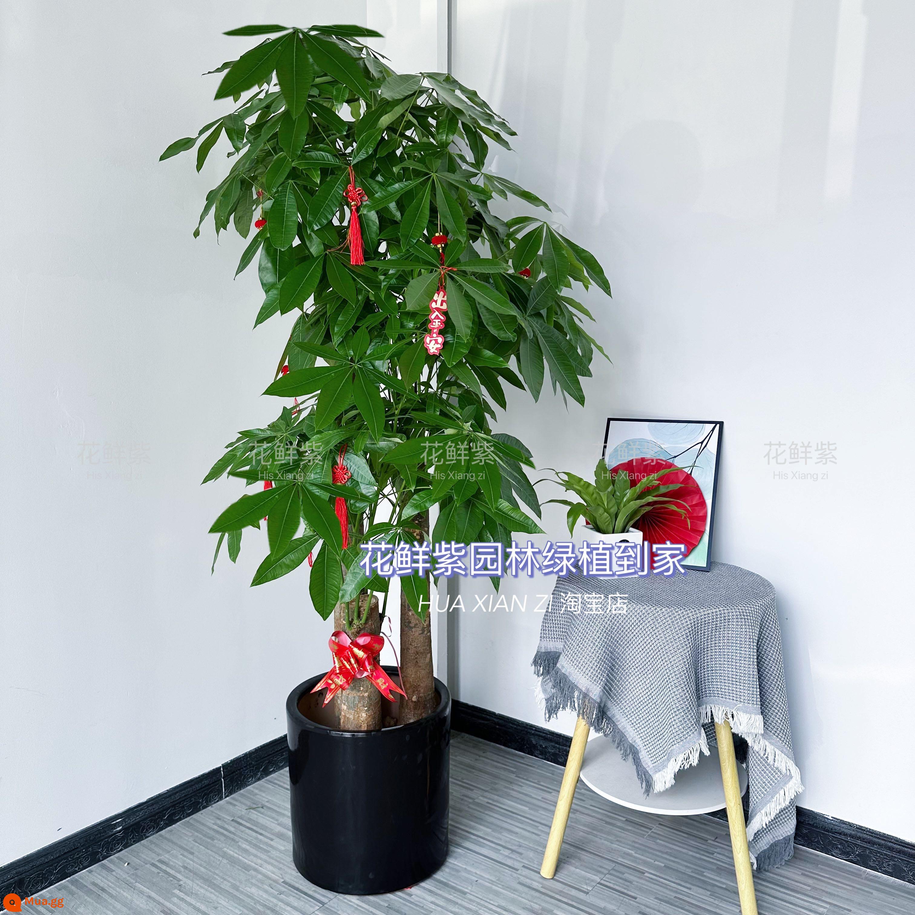 Văn phòng phòng khách trong nhà Thâm Quyến Fortune Tree để thu hút sự giàu có và chuyển đến ngôi nhà mới cây xanh cây lớn trồng trong chậu giao hàng trong thành phố - Ba chậu sứ hình trụ BBQ màu đen cao khoảng 1,7-1,8 mét