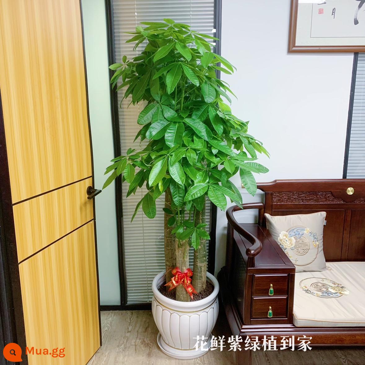 Văn phòng phòng khách trong nhà Thâm Quyến Fortune Tree để thu hút sự giàu có và chuyển đến ngôi nhà mới cây xanh cây lớn trồng trong chậu giao hàng trong thành phố - Ba chậu sứ BBQ vàng trắng khoảng 1,7-1,8 mét