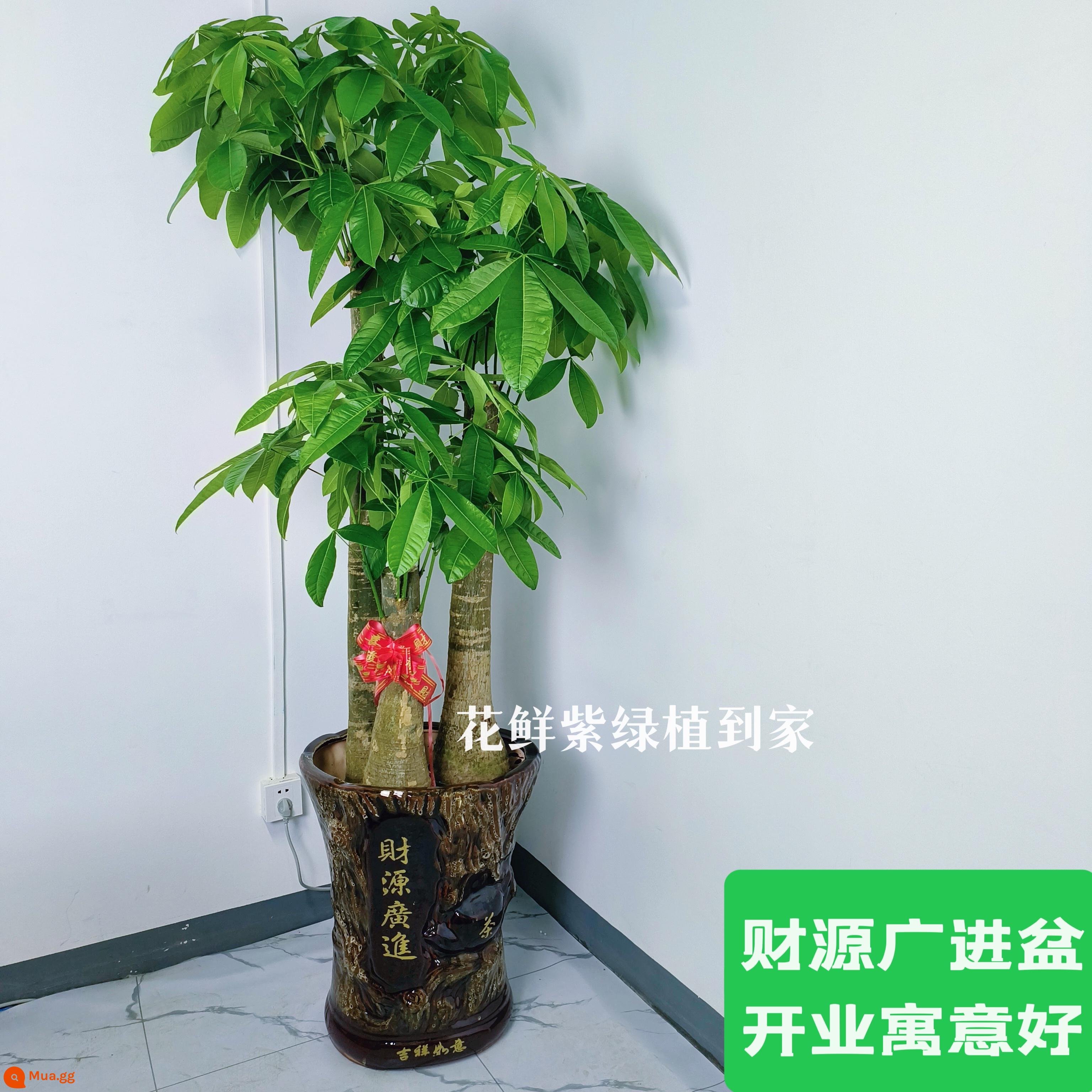 Văn phòng phòng khách trong nhà Thâm Quyến Fortune Tree để thu hút sự giàu có và chuyển đến ngôi nhà mới cây xanh cây lớn trồng trong chậu giao hàng trong thành phố - Chiều cao của ba nhánh khoảng 1,7-1,8 mét. Chậu sứ mang lại sự giàu sang.