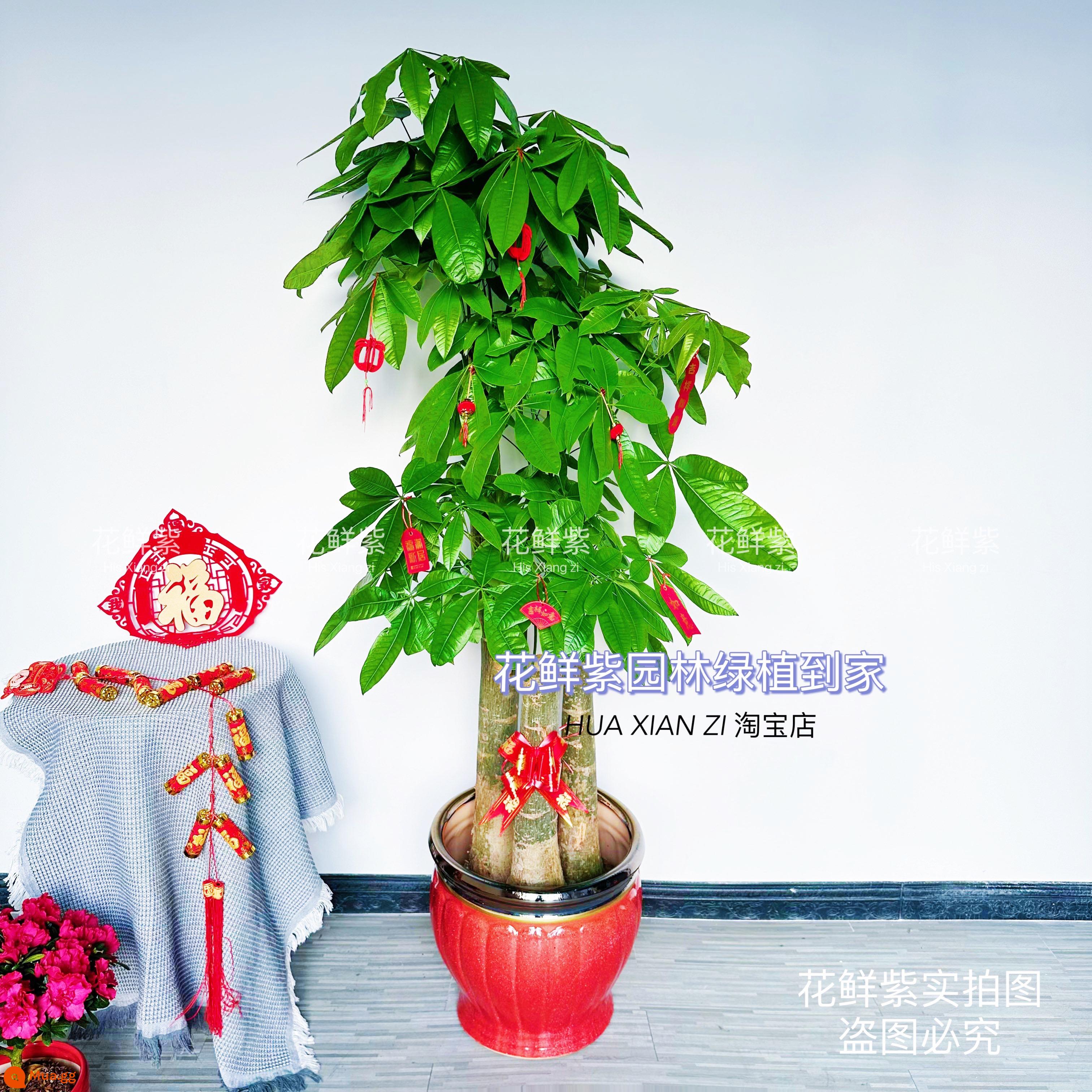 Văn phòng phòng khách trong nhà Thâm Quyến Fortune Tree để thu hút sự giàu có và chuyển đến ngôi nhà mới cây xanh cây lớn trồng trong chậu giao hàng trong thành phố - Ba chậu sứ nóng vàng mới BBK, cao khoảng 1,6-1,8 mét