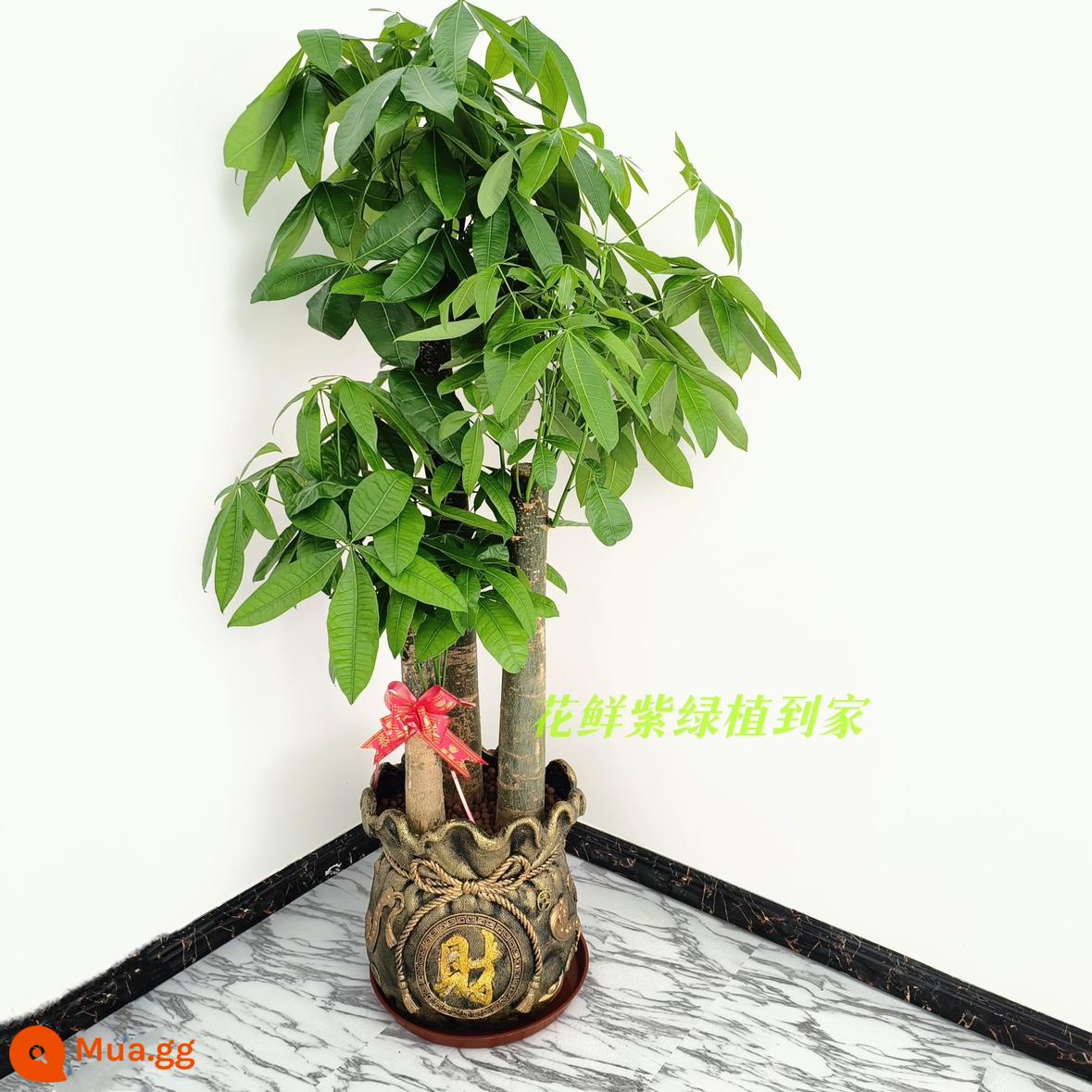 Văn phòng phòng khách trong nhà Thâm Quyến Fortune Tree để thu hút sự giàu có và chuyển đến ngôi nhà mới cây xanh cây lớn trồng trong chậu giao hàng trong thành phố - Chậu sứ tam tài vàng khoảng 1,7m