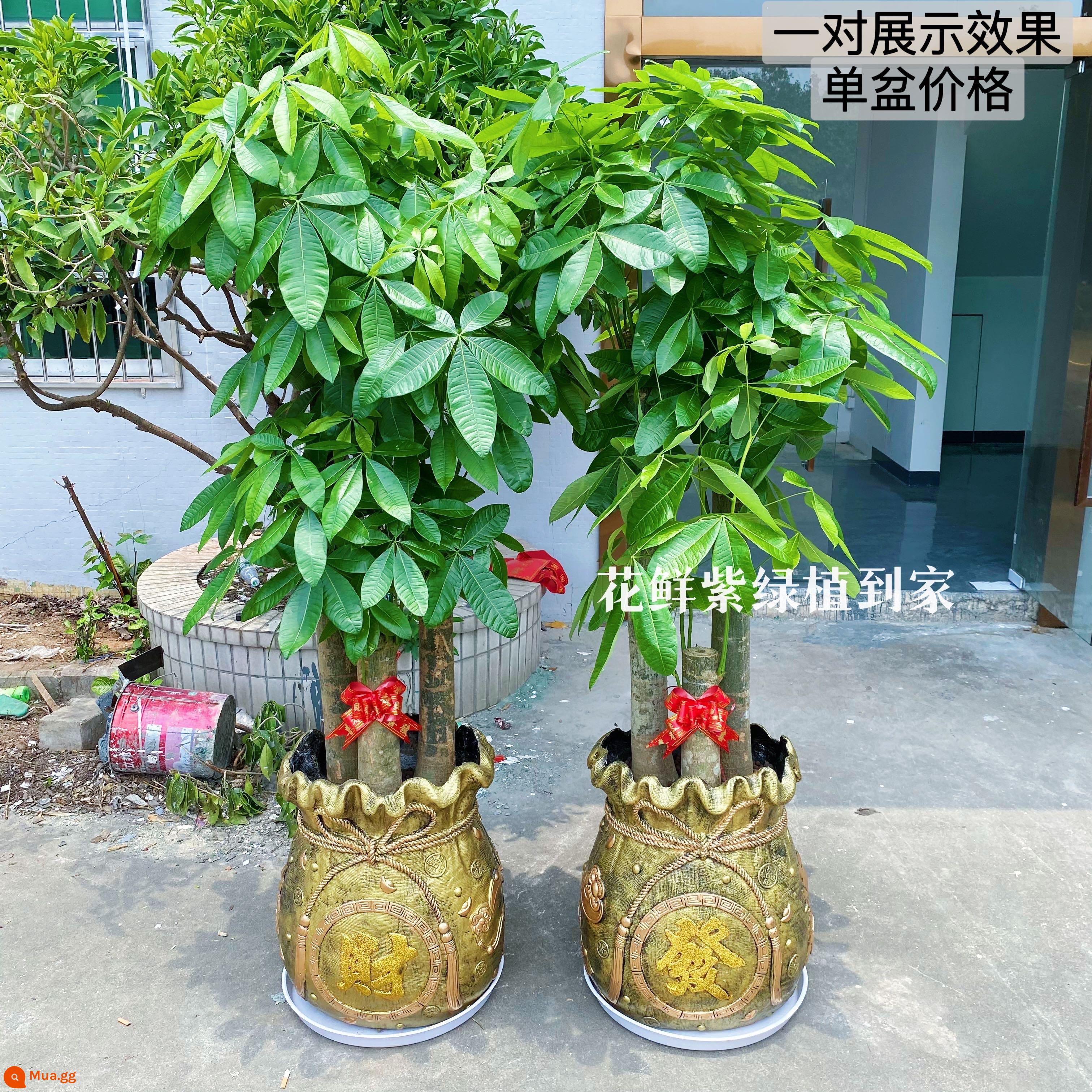 Văn phòng phòng khách trong nhà Thâm Quyến Fortune Tree để thu hút sự giàu có và chuyển đến ngôi nhà mới cây xanh cây lớn trồng trong chậu giao hàng trong thành phố - Chậu sứ vàng ba nhánh cực dày, cao khoảng 1,8 mét