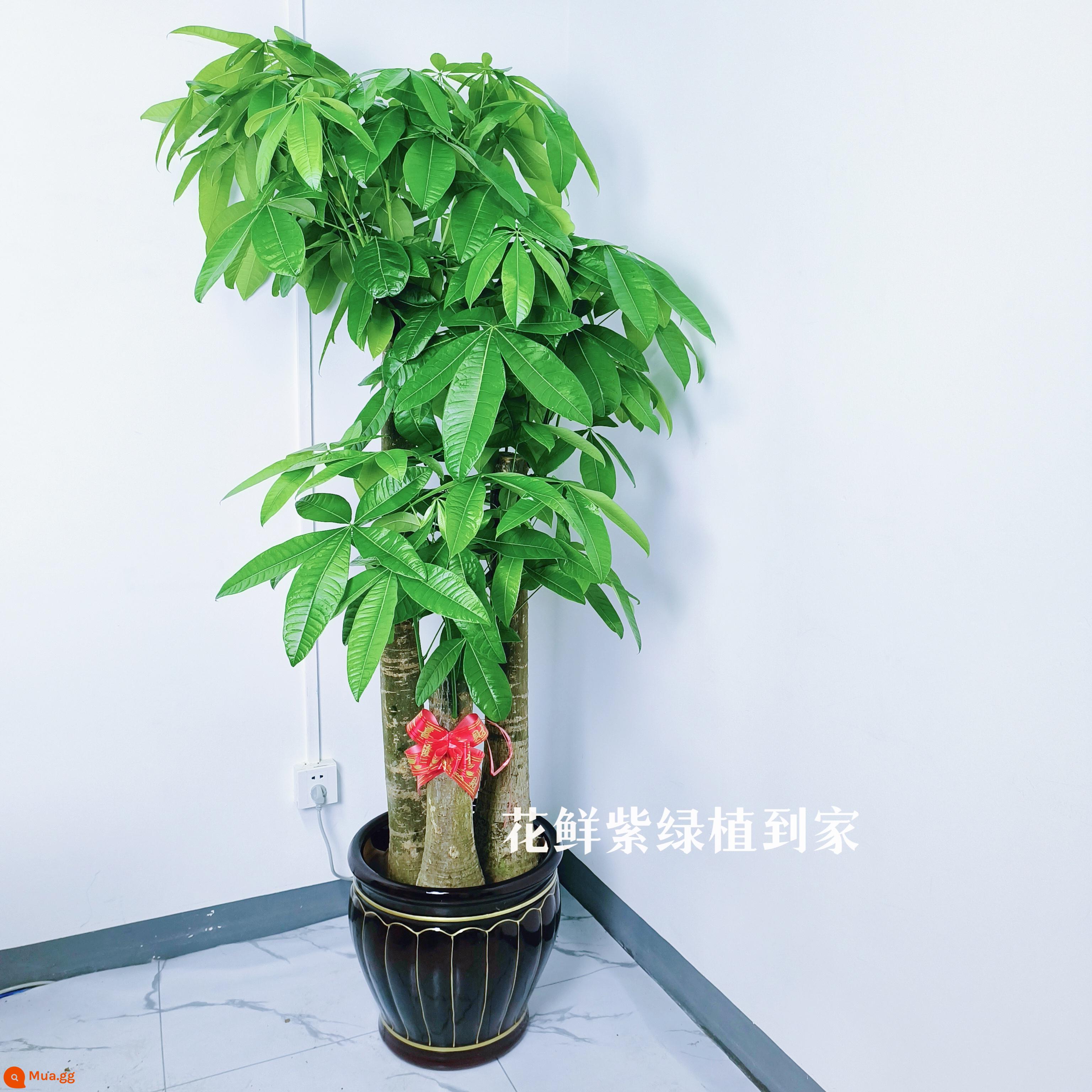 Văn phòng phòng khách trong nhà Thâm Quyến Fortune Tree để thu hút sự giàu có và chuyển đến ngôi nhà mới cây xanh cây lớn trồng trong chậu giao hàng trong thành phố - Ba chậu sứ BBQ vàng đen khoảng 1,7-1,8 mét