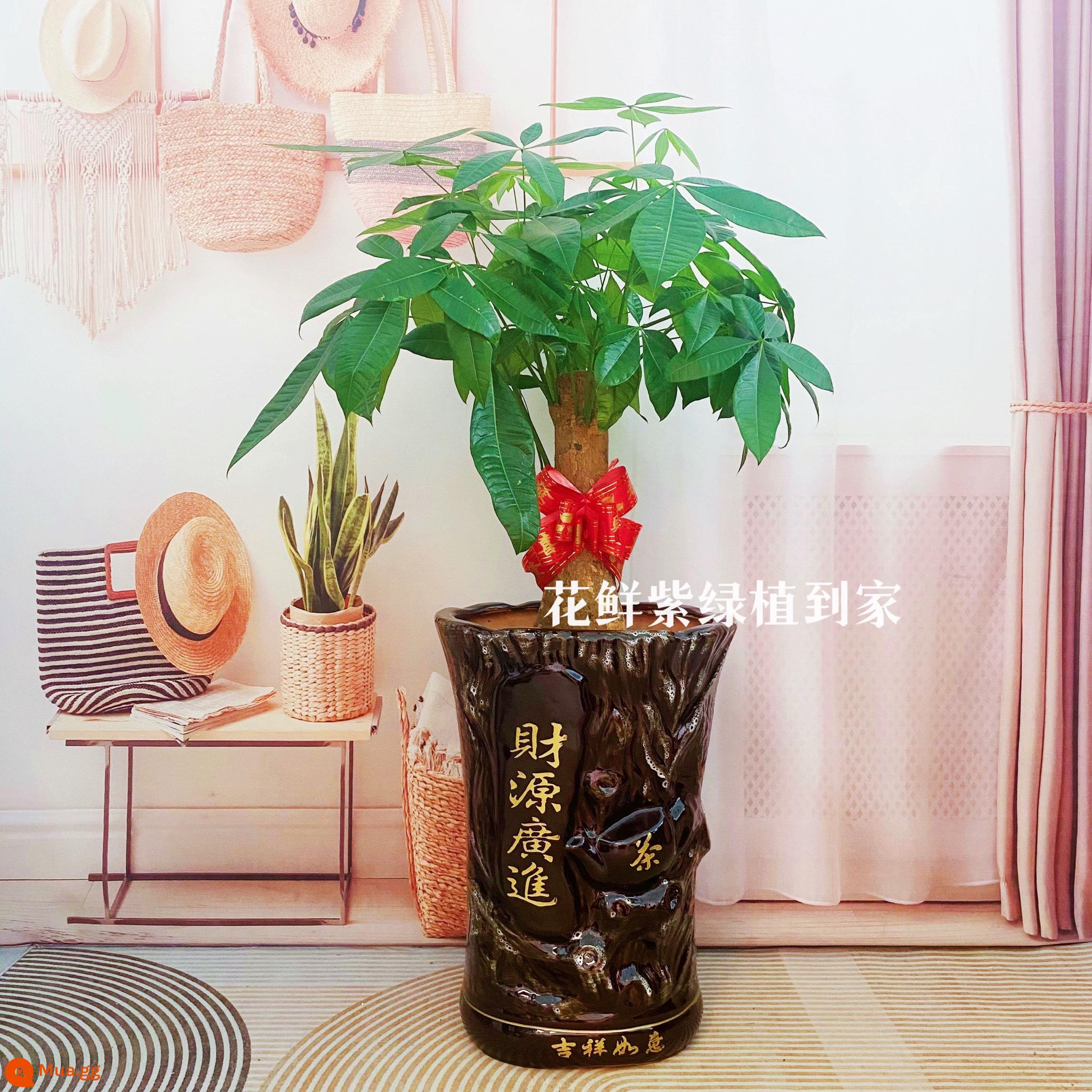 Văn phòng phòng khách trong nhà Thâm Quyến Fortune Tree để thu hút sự giàu có và chuyển đến ngôi nhà mới cây xanh cây lớn trồng trong chậu giao hàng trong thành phố - Chiều cao của cây kim tiền nhỏ đơn cực khoảng 0,9-1 mét.