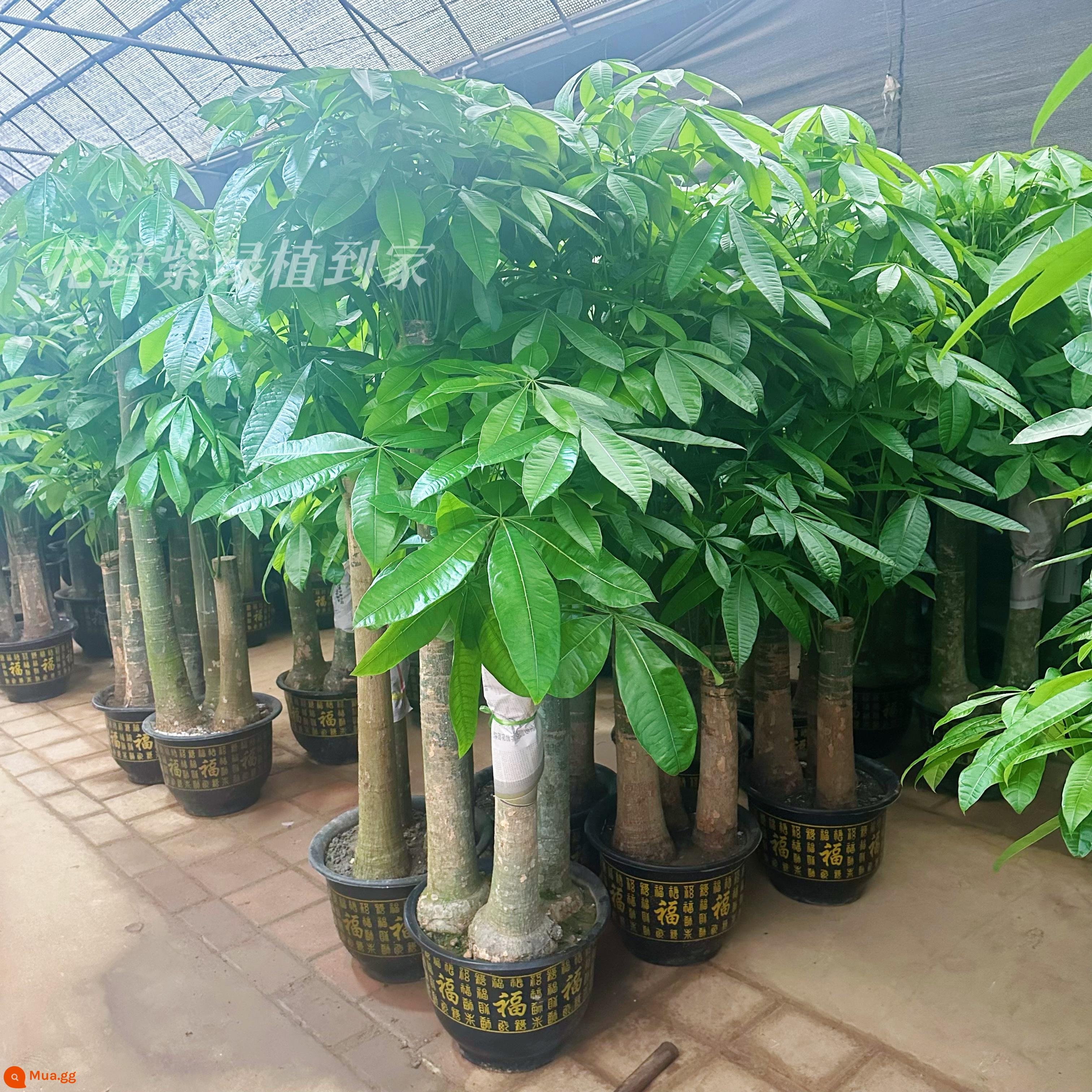 Văn phòng phòng khách trong nhà Thâm Quyến Fortune Tree để thu hút sự giàu có và chuyển đến ngôi nhà mới cây xanh cây lớn trồng trong chậu giao hàng trong thành phố - Ba chậu nhựa backgammon có chữ “Fu” dài khoảng 1,7 mét