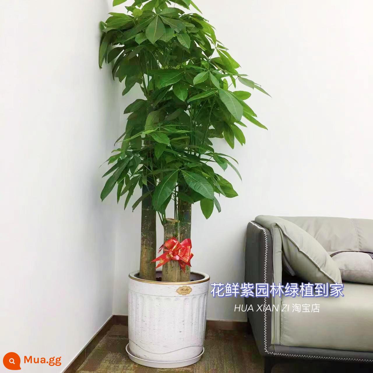 Văn phòng phòng khách trong nhà Thâm Quyến Fortune Tree để thu hút sự giàu có và chuyển đến ngôi nhà mới cây xanh cây lớn trồng trong chậu giao hàng trong thành phố - Ba chậu sứ dây vàng mới cao khoảng 1,7-1,8 mét