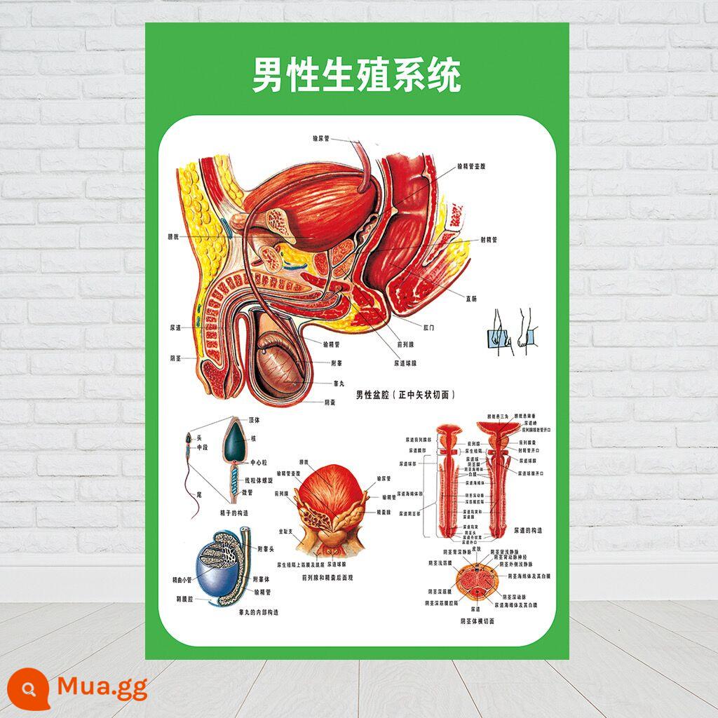 Chuyển động cơ thể con người tiêu hóa hệ thống thần kinh sinh dục tiết niệu giải phẫu bệnh viện biểu đồ treo tường y tế nội tạng cơ xương - hệ thống sinh sản nam