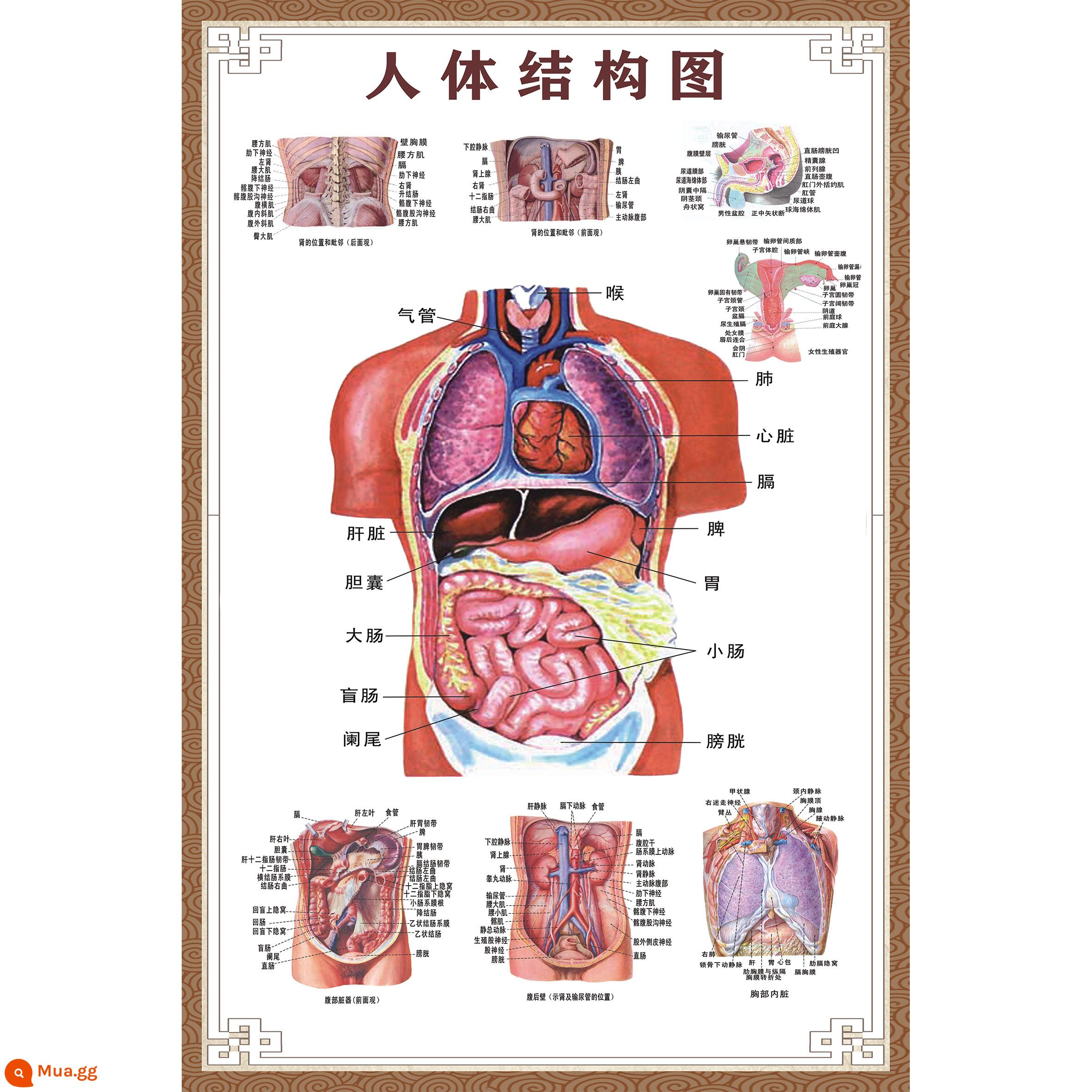 Bệnh viện toàn bộ cơ thể người các cơ quan cơ xương giải phẫu nội tạng biểu đồ treo tường lớn bản đồ phân bố cơ nam poster phiên bản nằm ngang - sơ đồ cơ thể con người