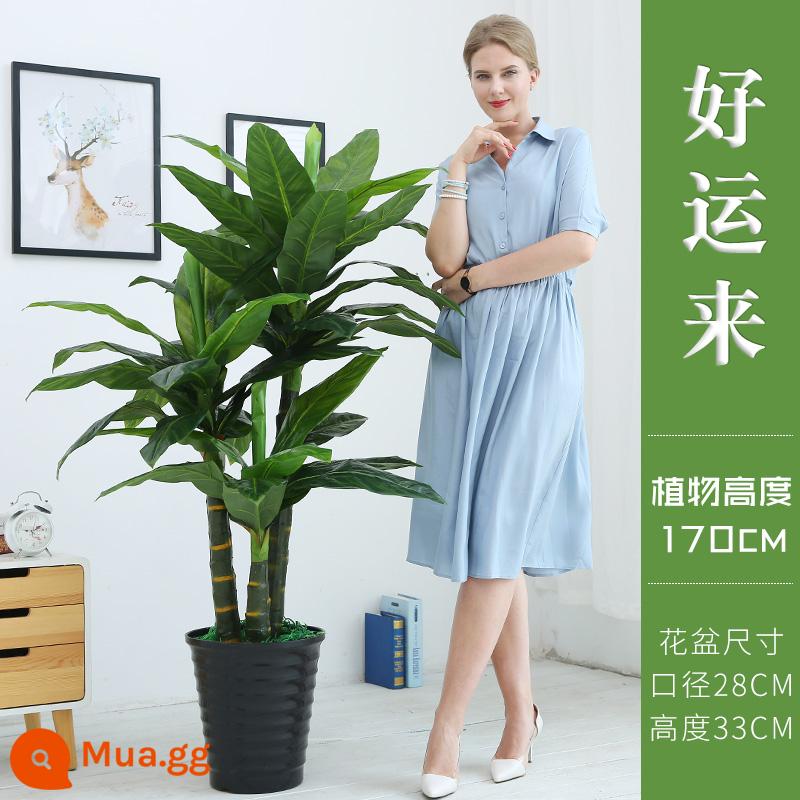 Hoa Giả Mô Phỏng Cây Phong Phú Cây Trang Trí Trong Nhà Giả Trong Chậu Phòng Khách Hoa Quy Mô Lớn Tầng Cây Xanh Cây Nhựa Cây Cảnh - 170cm may mắn + chậu