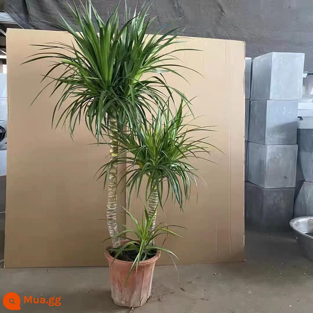 Dracaena phòng khách cây xanh trong nhà cây trồng trong chậu phòng khách lớn cây cảnh lớn rồng nhiều đầu cây râu rồng nhà thịnh vượng cây rồng sắt cây - Nồi hai cực Dracaena 1,4-1,6M nguyên bản