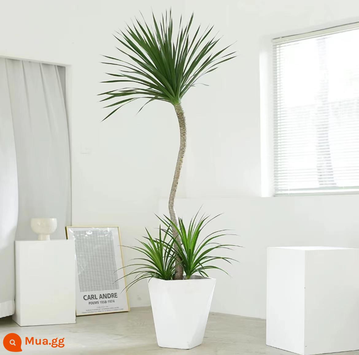 Dracaena phòng khách cây xanh trong nhà cây trồng trong chậu phòng khách lớn cây cảnh lớn rồng nhiều đầu cây râu rồng nhà thịnh vượng cây rồng sắt cây - Chậu kim cương trắng hình chữ S hai lớp có chiều cao 1,6-1,8M