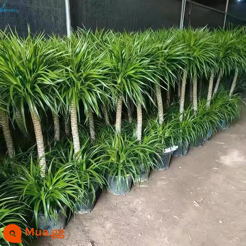 Dracaena phòng khách cây xanh trong nhà cây trồng trong chậu phòng khách lớn cây cảnh lớn rồng nhiều đầu cây râu rồng nhà thịnh vượng cây rồng sắt cây - Như trong hình, cây huyết rồng hai lớp tinh xảo cao 1-1,2M trong chậu gốc.