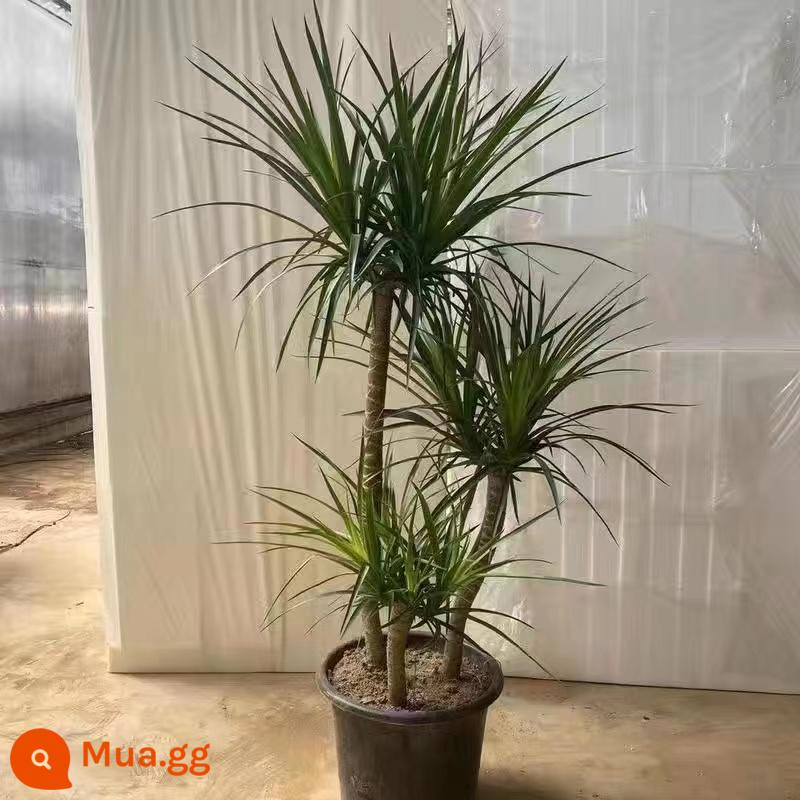 Dracaena phòng khách cây xanh trong nhà cây trồng trong chậu phòng khách lớn cây cảnh lớn rồng nhiều đầu cây râu rồng nhà thịnh vượng cây rồng sắt cây - Cây huyết long ba cực cao cấp chậu nguyên bản 1,4-1,6M