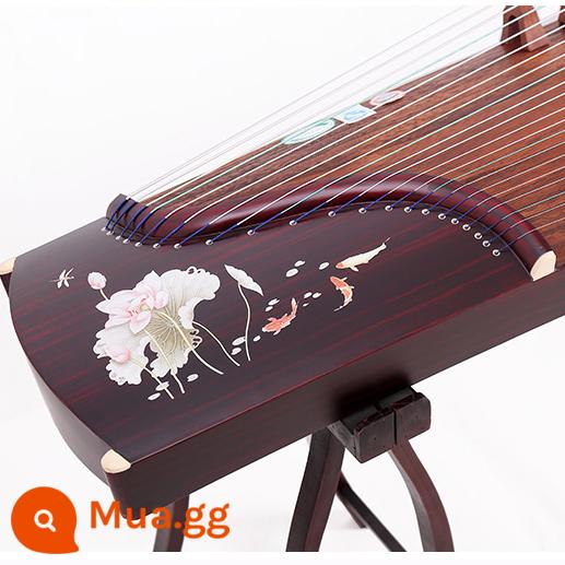 Gỗ nguyên khối 163 guzheng cửa hàng đàn piano khuyến nghị người mới bắt đầu kiểm tra đầu vào giảng dạy cấp độ mười chuyên nghiệp chơi đàn tam thập lục cho trẻ em người lớn - Tài lộc và cá (trọn bộ + ghế đẩu)