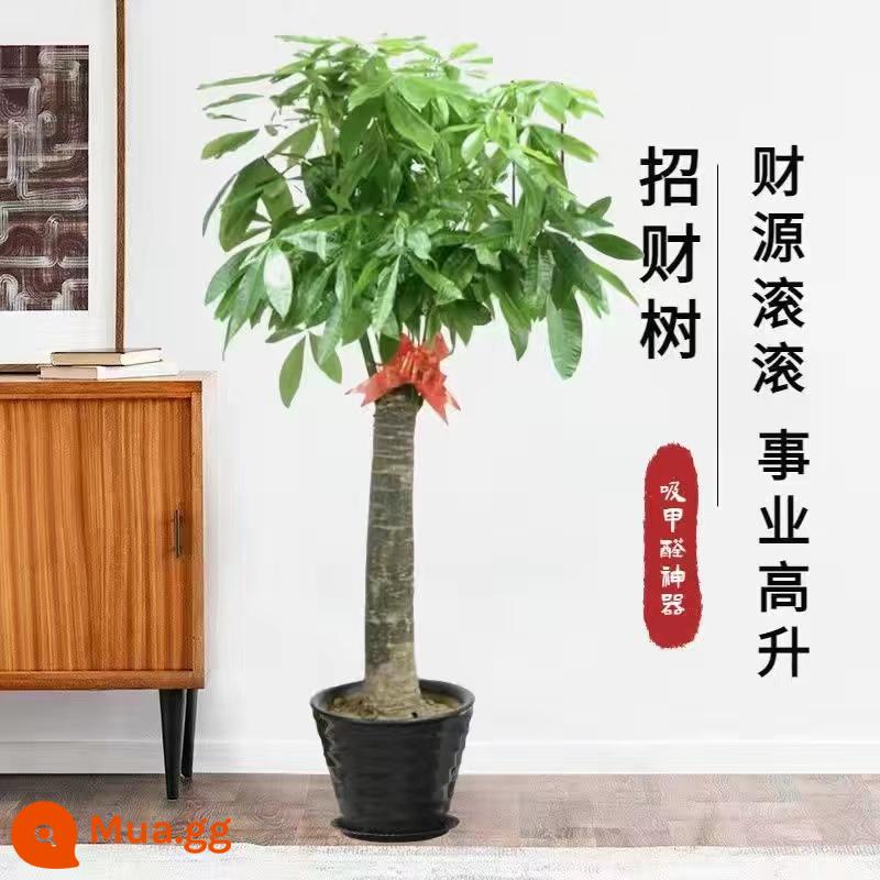 Phòng khách Fortune Phòng khách lớn Văn phòng Chầu Văn phòng Good Rabin Fortune Tree Kwen Cứu trợ Cây xanh Bonsai - [Ưu đãi đặc biệt] Mẫu trụ đơn 1,0-1,2 mét (chậu ren đen + phân bón đặc biệt)