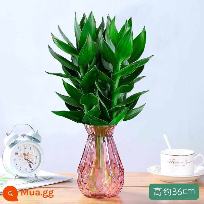 Guanyin tre phong phú cây thủy canh tre có gốc hoa cây xanh vàng Ge trong chậu chuyển chậu tre đai bình dễ trồng - 3 cây tre Quan Âm [Chai kim cương đỏ tía] Dung dịch dinh dưỡng miễn phí