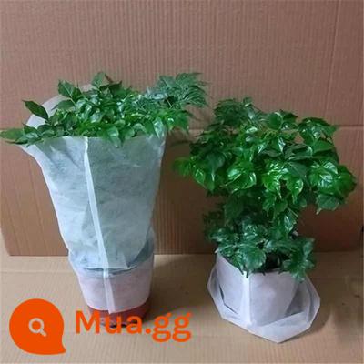 Cây hạnh phúc trong chậu cây bốn mùa thường xanh văn phòng cây cảnh tốt thanh lọc không khí hấp thụ formaldehyde cây xanh để bàn - [Thường xanh quanh năm] Ưu đãi đặc biệt chậu 4 cây hạnh phúc (15-20 cm)