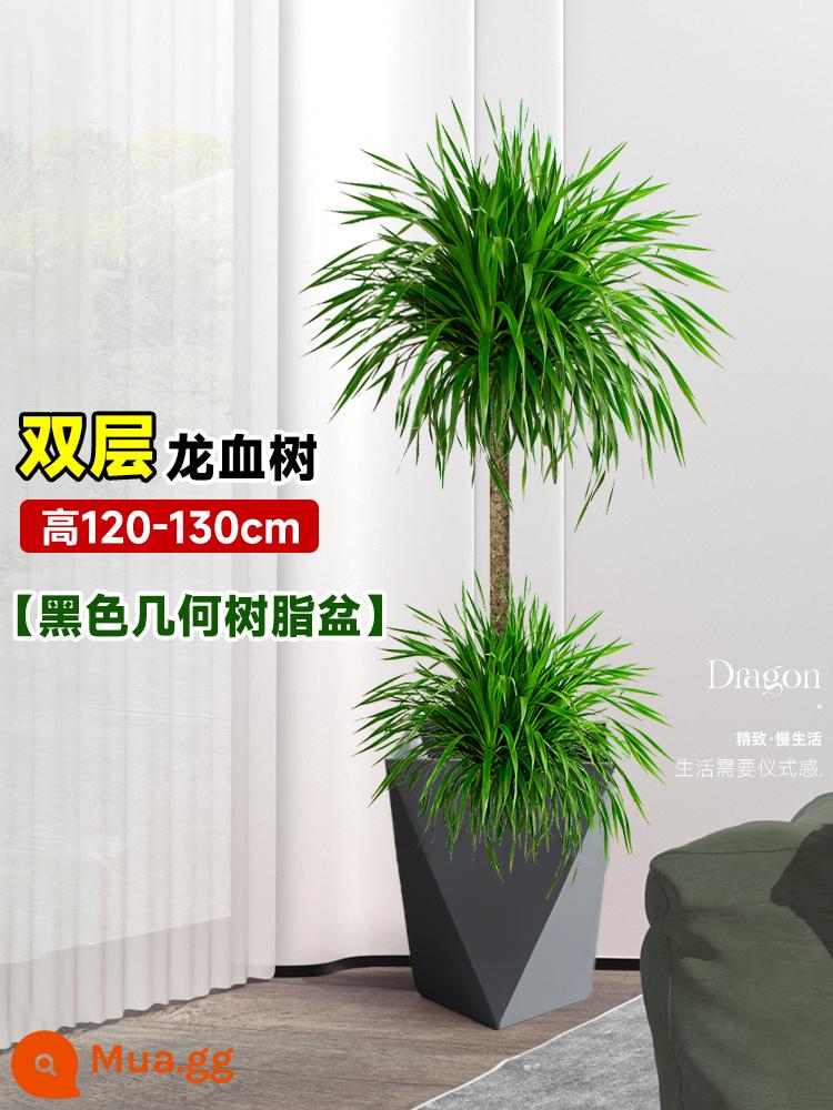 Dracaena chậu cây xanh trong nhà phòng khách lớn cây cảnh lớn hoa thật rồng sắt rồng râu cây văn phòng sàn nhà máy - Chậu nhựa hình học màu đen hai tầng cây máu rồng cao 120-130cm