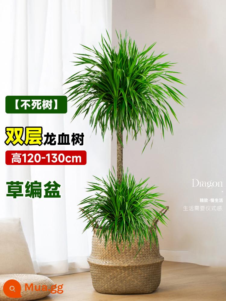 Dracaena chậu cây xanh trong nhà phòng khách lớn cây cảnh lớn hoa thật rồng sắt rồng râu cây văn phòng sàn nhà máy - Chậu rơm hai tầng cao 120-130cm [cây bất tử] kèm khay