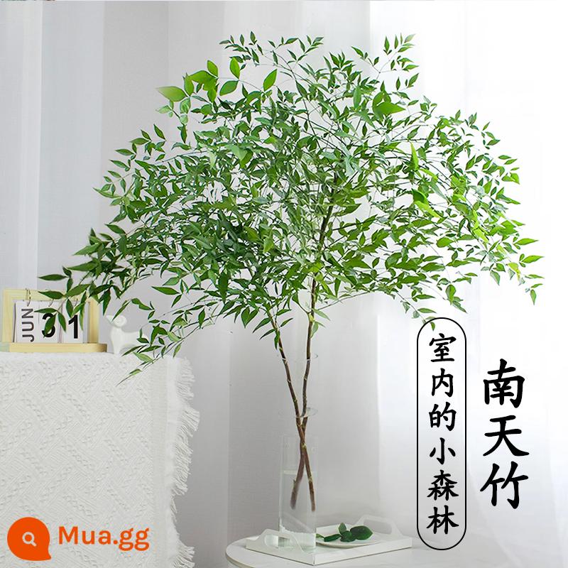 Cây thủy canh Rồng Liễu cành tươi cắt hoa thủy canh wabi-sabi gió cây xanh nandina tre tuyết liễu cành khô chuông treo trong nhà chậu cây - Nandina xanh tươi 60-80cm 1 cây [Mua một tặng một, chọn cây giống tốt]